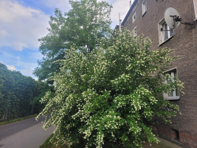 Mieszkanie Sprzedaż Wrocław Wrocław-Krzyki Borowska 11