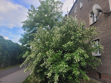 Mieszkanie Sprzedaż Wrocław Wrocław-Krzyki Borowska