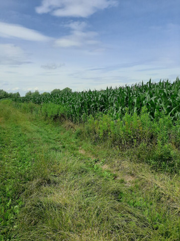 Działka Sprzedaż Krzyków 4