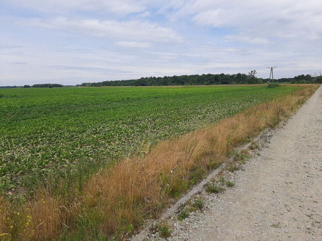 Działka Sprzedaż Krzyków 1