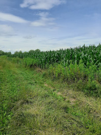 Działka Sprzedaż Krzyków